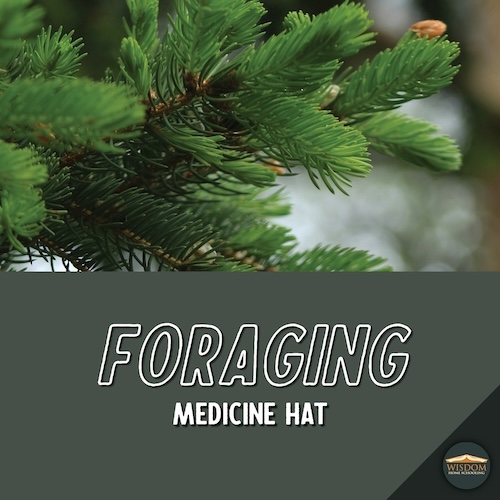 Foraging Walk - Medicine Hat B